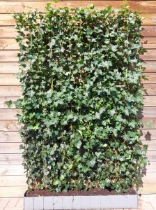 Hedera 180cm haagelement