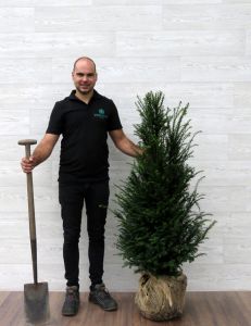 Taxus 100-120cm met kluit