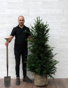 Taxus 120-140cm met kluit