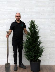 Taxus 100-125cm pot