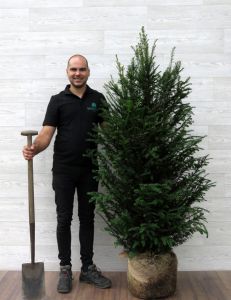 Taxus 140-160cm met kluit