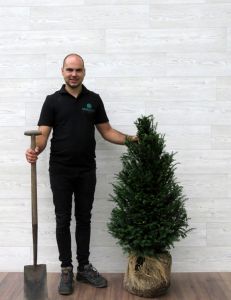 Taxus 80-100cm met kluit