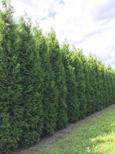 Thuja Brabant 325-350cm met kluit