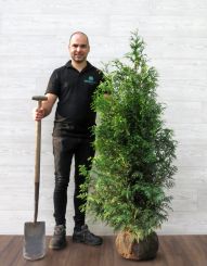 Donkergroene Thuja 125-150cm met kluit