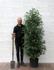 Portugese Laurier 150-175cm pot