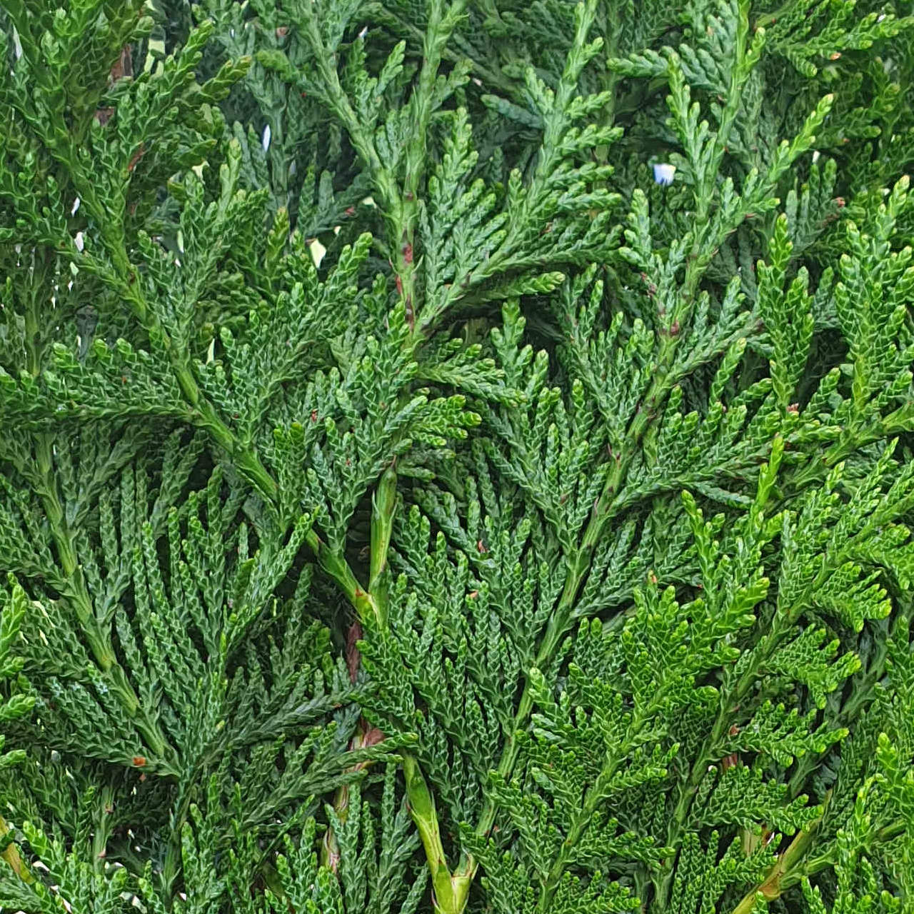 Donkergroene Thuja