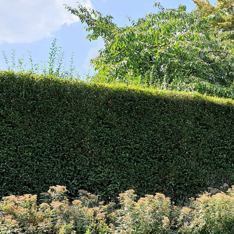 Ligustrum Ovalifolium